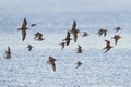 Ruffs and dunlins in flight Royalty Free Stock Photo