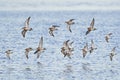 Ruffs and dunlins in flight Royalty Free Stock Photo