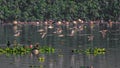 Ruffs in flight Royalty Free Stock Photo