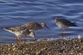 Ruffs at Martin Mere Royalty Free Stock Photo