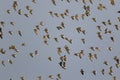 The ruffs in migration over Lonjsko polje Royalty Free Stock Photo