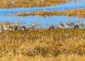 Ruffs in a wet land Royalty Free Stock Photo