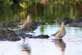 Ruffs among the thickets in the swamp Royalty Free Stock Photo