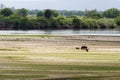 Rufiji river hippos grazing Royalty Free Stock Photo
