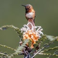 Rufous or Allen`s Hummingbird adult male