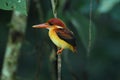 Wildlife Rufous Backed Kingfisher