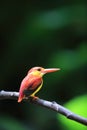 Rufous-backed kingfisher in Malaysia