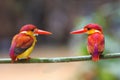 Rufous-backed Kingfisher Ceyx rufidorsus