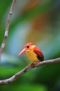 Rufous-backed kingfisher in Malaysia