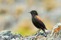 Rufous-backed Negrito Royalty Free Stock Photo