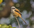 Rufous-backed shrike