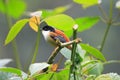 Rufous-backed Sibia Royalty Free Stock Photo