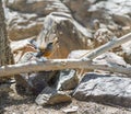 Rufous-backed thrush sitting on a dead wood.Sonoran desert.Arizona.USA Royalty Free Stock Photo