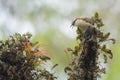 Rufous-backed wren in Carara National Park Royalty Free Stock Photo