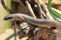 Rufous beaked snake