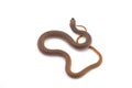 The rufous beaked snake isolated on white background Royalty Free Stock Photo
