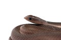 The rufous beaked snake isolated on white background Royalty Free Stock Photo