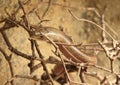 Rufous beaked snake