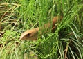 Rufous beaked snake