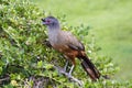 Rufous-bellied Chachalaca Ortalis wagleri in Mexico Royalty Free Stock Photo