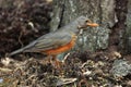 Rufous-bellied thrush