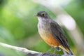 Rufous-bellied thrush bird symbol of Brazil