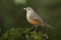 Rufous-bellied thrush, Turdus rufiventris