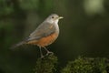 Rufous-bellied thrush, Turdus rufiventris