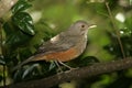 Rufous-bellied thrush, Turdus rufiventris