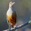 Rufous-bellied thrush Turdus rufiventris, a songbird of the thrush family Turdidae