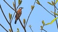 Rufous-bellied triller (Lalage aurea), endemic bird of Halmahera, Indonesia