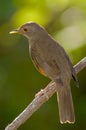 Rufous-bellied Trush