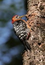 Rufous bellied woodpecker