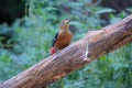 Rufous-bellied Woodpecker Royalty Free Stock Photo