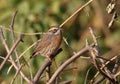 Rufous-breasted accentor