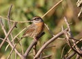 Rufous-breasted accentor