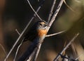 Rufous-breasted accentor