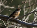 Rufous-breasted accentor