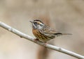 Rufous breasted accentor