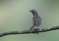 Rufous breasted accentor