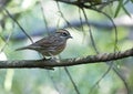 Rufous breasted accentor Royalty Free Stock Photo