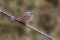 Rufous-breasted accentor