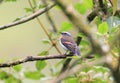 Rufous-breasted Chat-Tyrant