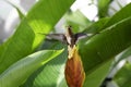 Rufous-Breasted Hermit in flight in the rainforest with a tropical Heliconia flower