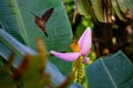 Rufous-breasted hermit rumped flying from Banana flower in Erasmus Cove on Tobago