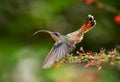 A Rufous-breasted Hermit hummingbird, Glaucis hirsutus, dancing in a garden