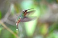 Rufous-breasted hermit, hummingbird in Peru