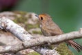 A Rufous-browed flycatcher Anthipes solitaris bird in nature