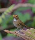 Rufous-browed Flycatcher Ficedula solitaris alone on green bokeh