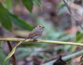 Rufous Browed Flycatcher perched on a branch Royalty Free Stock Photo